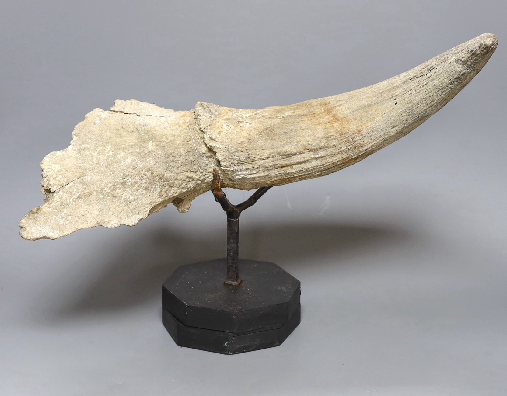 A bison horn on stand, shaped as a claw with museum label 